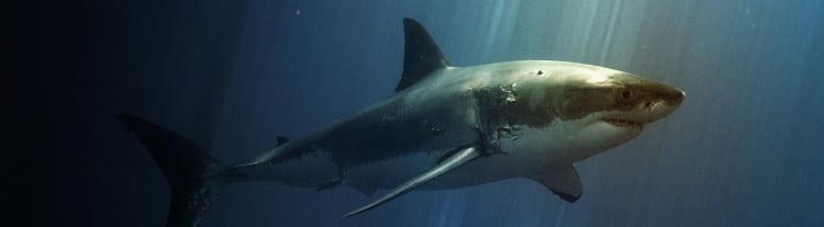 Photo of a shark underwater